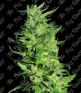 THE BIG ROOTS BLACK DOMINA AUTO