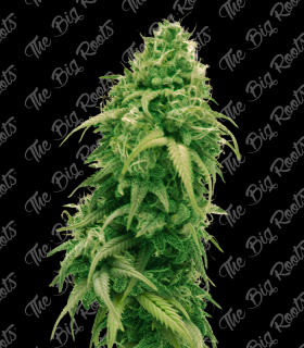 THE BIG ROOTS BUBBA KUSH AUTO