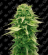 THE BIG ROOTS BUBBA KUSH