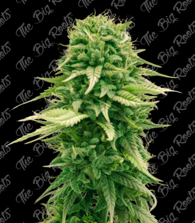 THE BIG ROOTS BUBBA KUSH