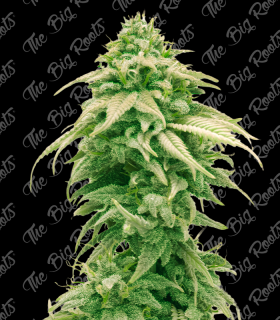THE BIG ROOTS GELATO