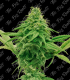THE BIG ROOTS GORILLA GLUE FAST