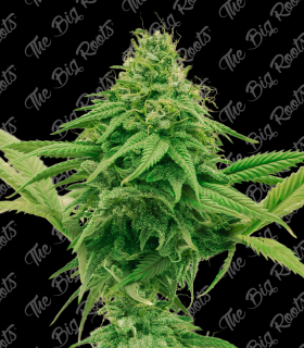 THE BIG ROOTS GORILLA GLUE FAST