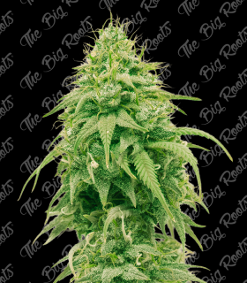 THE BIG ROOTS GIRL SCOUT COOKIES