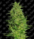 THE BIG ROOTS SUPER SKUNK FAST