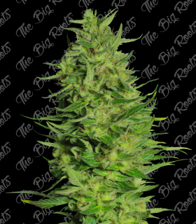 THE BIG ROOTS SUPER SKUNK FAST