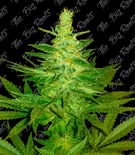 THE BIG ROOTS BLUE DREAM