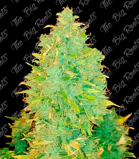 THE BIG ROOTS MOBY DICK