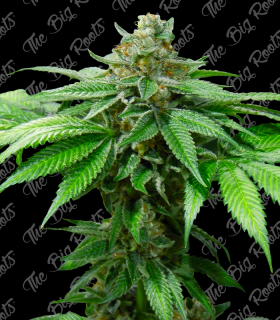 THE BIG ROOTS OG KUSH