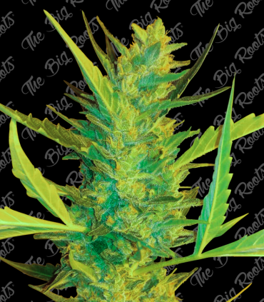THE BIG ROOTS AK 47
