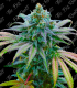 THE BIG ROOTS GORILLA GLUE