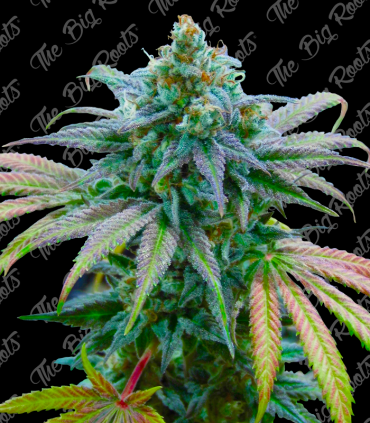 THE BIG ROOTS GORILLA GLUE