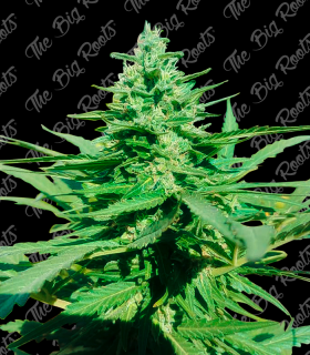 THE BIG ROOTS AMNESIA