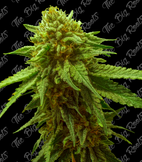 THE BIG ROOTS OG KUSH AUTO