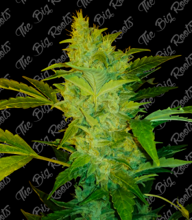 THE BIG ROOTS NORTHERN LIGHT AUTO