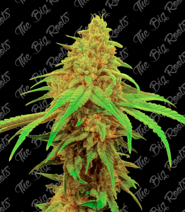 THE BIG ROOTS BLUEBERRY AUTO