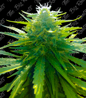 THE BIG ROOTS SOUR DIESEL AUTO