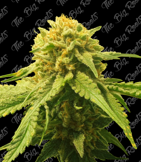 THE BIG ROOTS SOMANGO AUTO