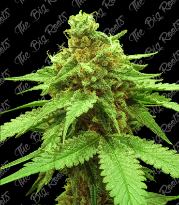 THE BIG ROOTS BIG CHEESE AUTO