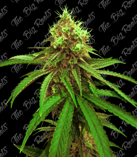 THE BIG ROOTS PURPLE G AUTO