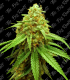 THE BIG ROOTS BIG ORANGE AUTO