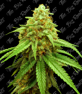 THE BIG ROOTS BIG ORANGE AUTO