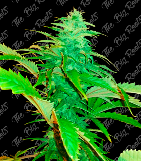 THE BIG ROOTS JACK HERER AUTO
