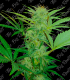 THE BIG ROOTS CHRONIC AUTO (3+2UDS)
