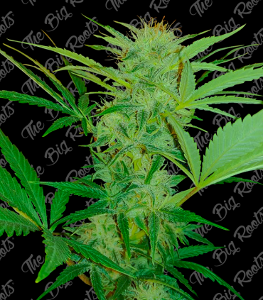 THE BIG ROOTS CHRONIC AUTO (3+2UDS)