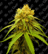 THE BIG ROOTS GORILLA GLUE AUTO
