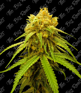 THE BIG ROOTS GORILLA GLUE AUTO