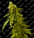 THE BIG ROOTS AK 47 AUTO