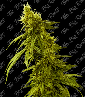 THE BIG ROOTS AK 47 AUTO