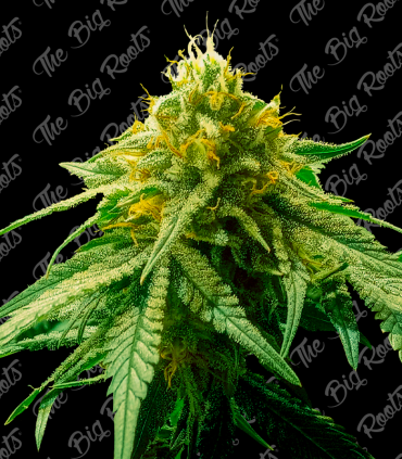 THE BIG ROOTS BIG AMNESIA AUTO