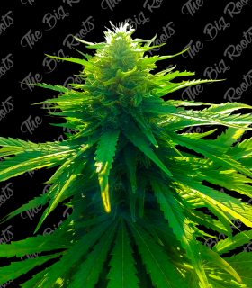 THE BIG ROOTS BIG MOBY DICK AUTO