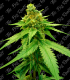 THE BIG ROOTS WHITE WIDOW AUTO (3+2UDS)