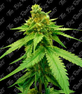 THE BIG ROOTS WHITE WIDOW AUTO (3+2UDS)