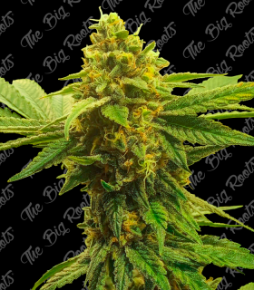 THE BIG ROOTS CRITICAL FAST