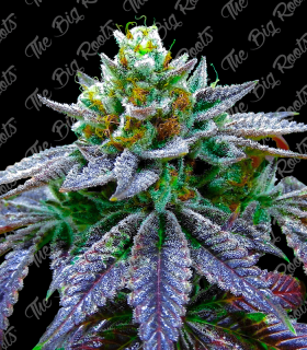 THE BIG ROOTS CHRONIC