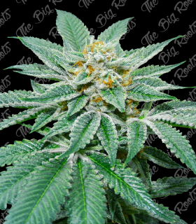 THE BIG ROOTS WHITE WIDOW