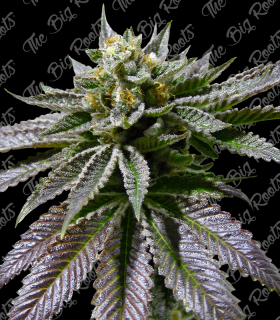 THE BIG ROOTS PURPLE JACK