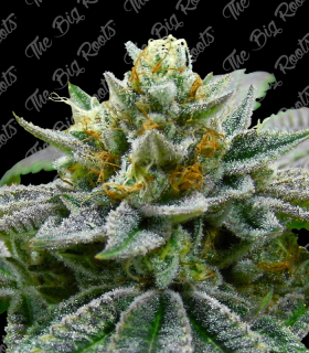 THE BIG ROOTS SUPER SKUNK