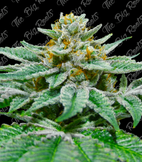 THE BIG ROOTS LEMON OG