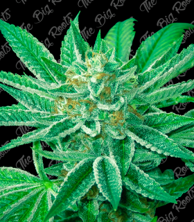 THE BIG ROOTS JACK HERER