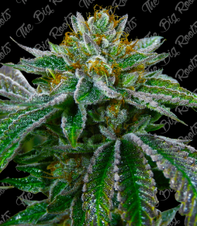 THE BIG ROOTS CRITICAL