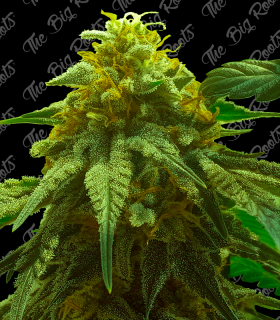 THE BIG ROOTS SUPER SKUNK AUTO (3+2UDS)