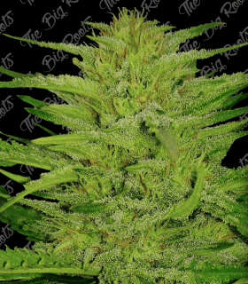 THE BIG ROOTS GREEN HONEY FAST