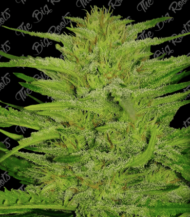 THE BIG ROOTS GREEN HONEY FAST