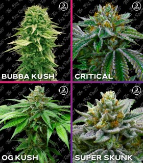 MIX ROOTS FEM INDICO