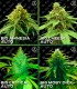 MIX ROOTS AUTO